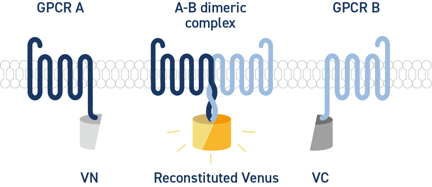Reconstituted_Venus