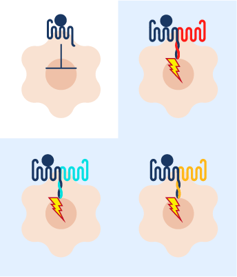CXCR4 heteromers CXCR4 heteromers