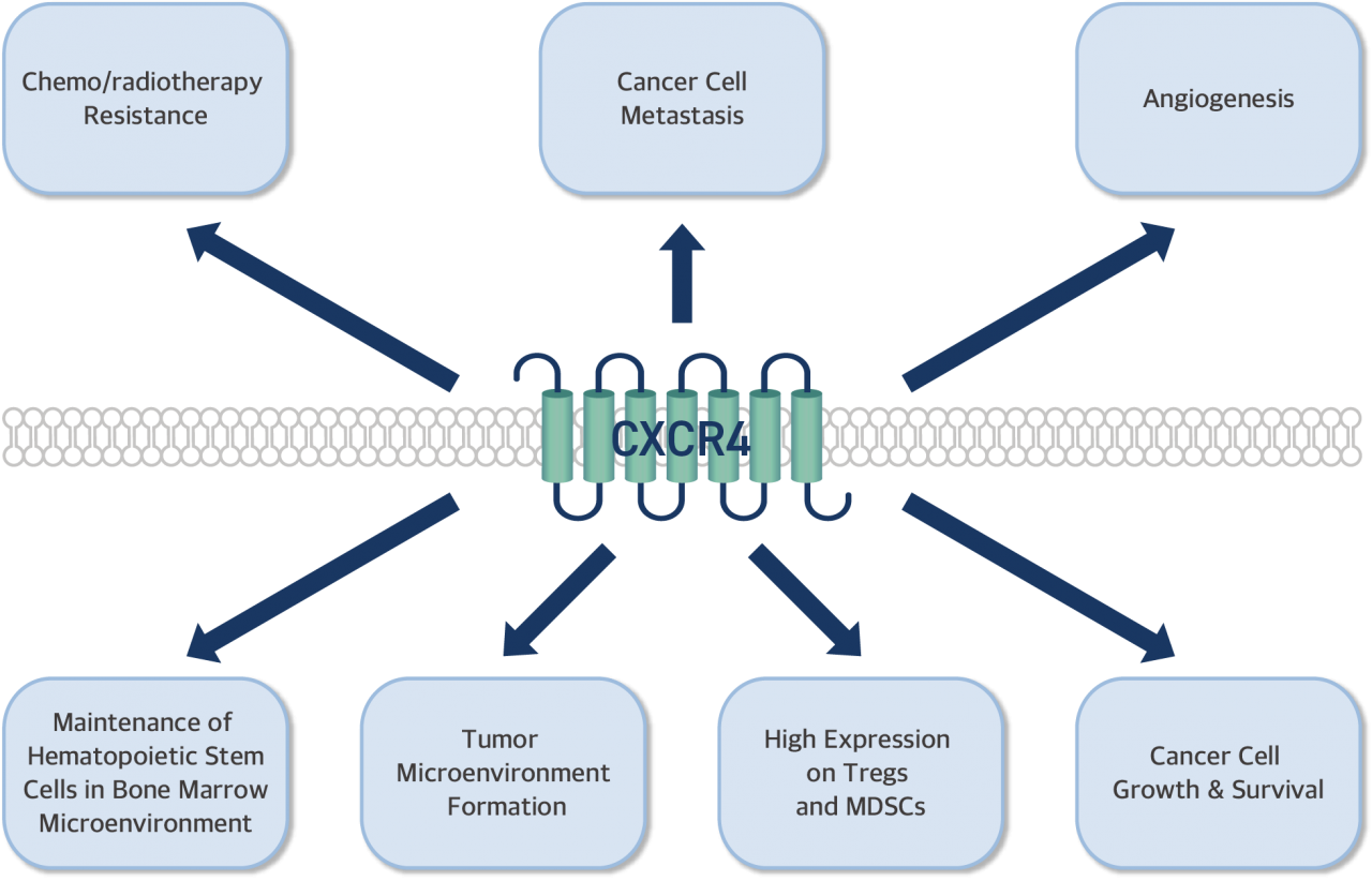 CXCR4|gpcr Therapeutics